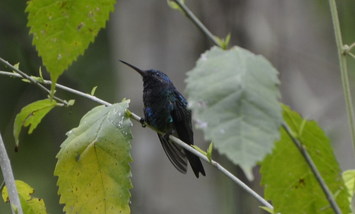 Shining-green Hummingbird - Victor Vanegas