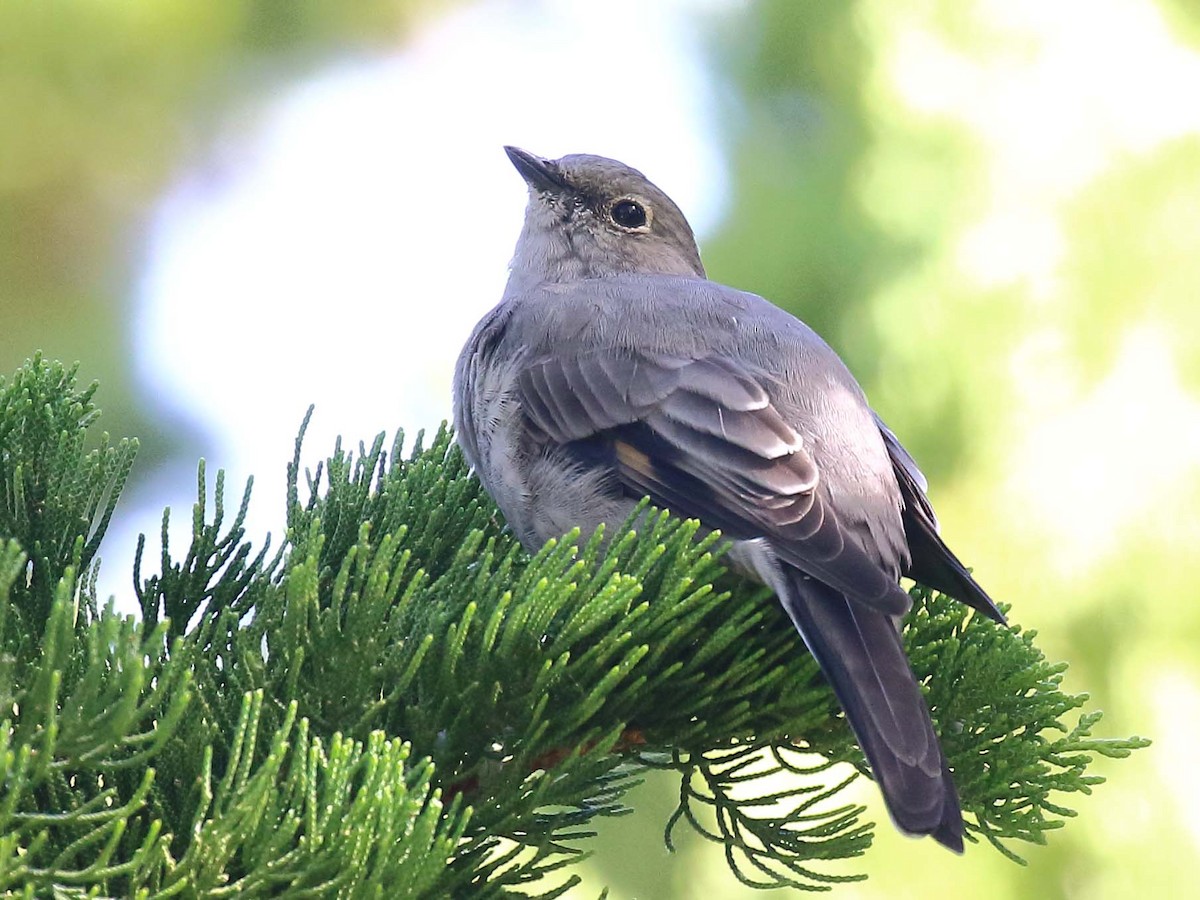 Townsend's Solitaire - ML114866991