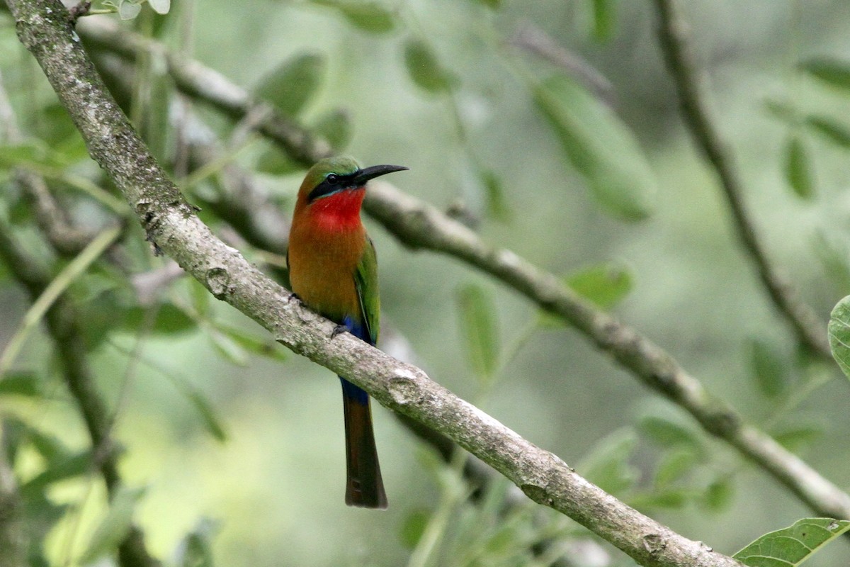 Red-throated Bee-eater - Stephen Gast