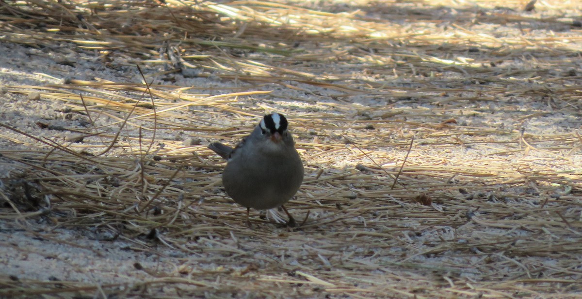 White-crowned Sparrow - ML114876141