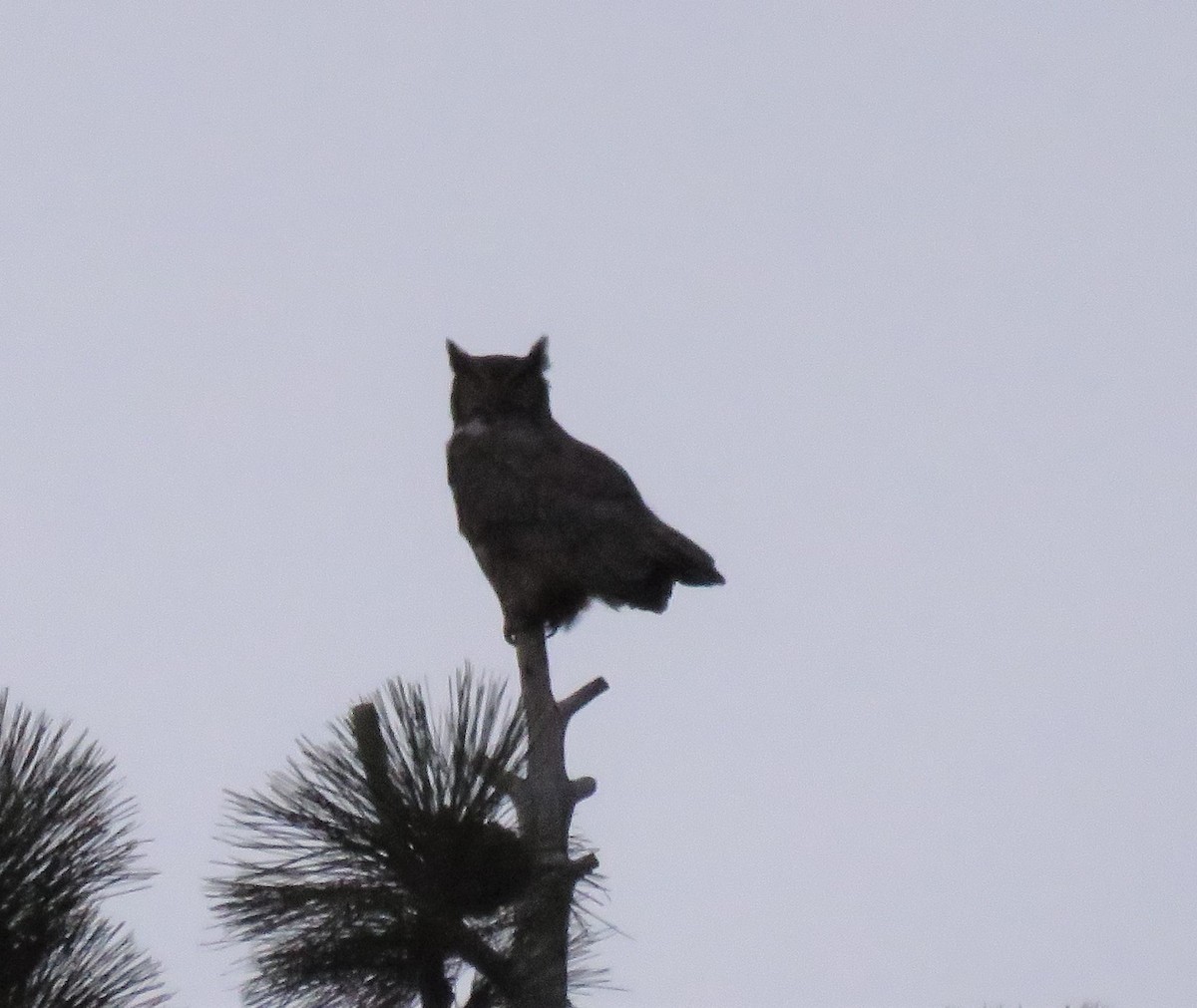 Great Horned Owl - ML114876501