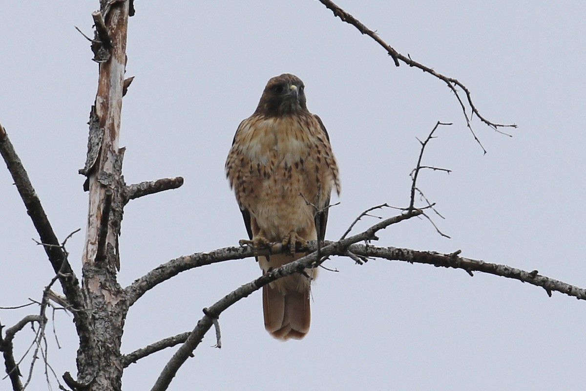Red-tailed Hawk - ML114876541