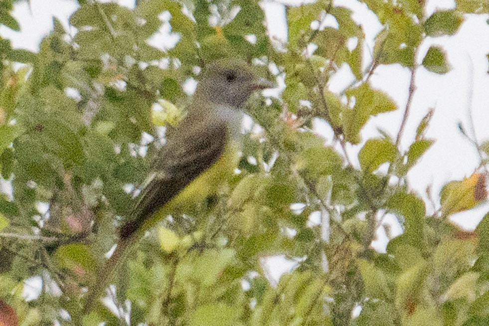 Great Crested Flycatcher - ML114876861