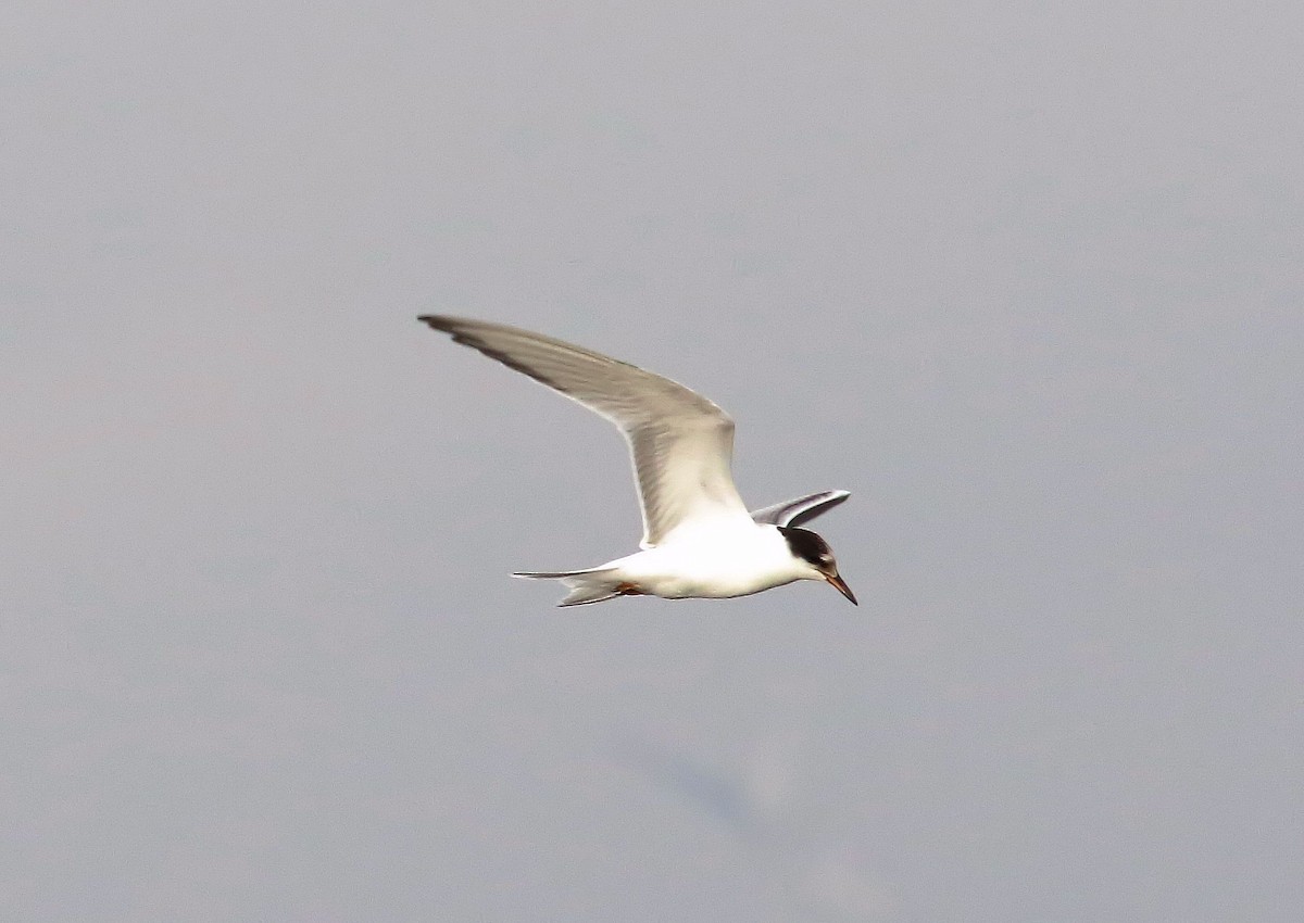 Common Tern - John  Cameron