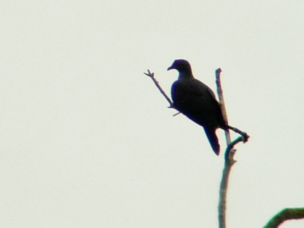 Papuan Mountain-Pigeon
