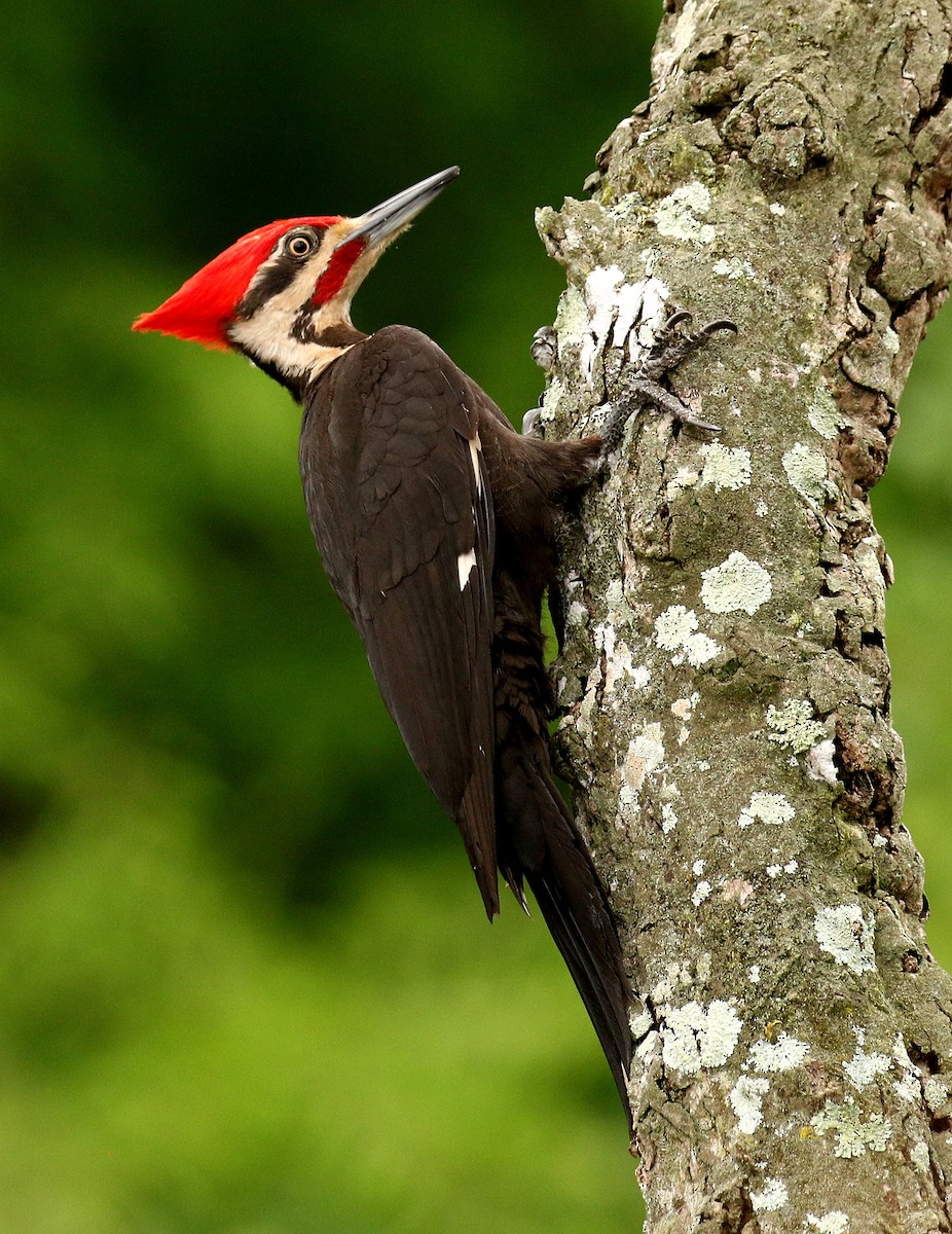 Pileated Woodpecker - Linda  Fell