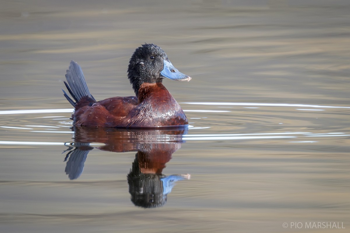 Andean Duck - ML114883761