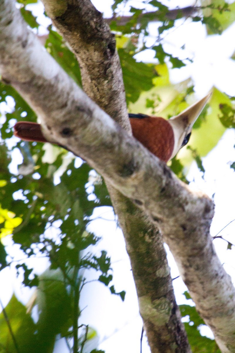 Rufous-bellied Kookaburra - ML114885011