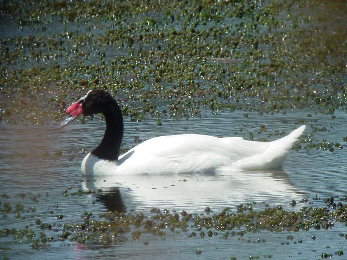 Black-necked Swan - ML114885831