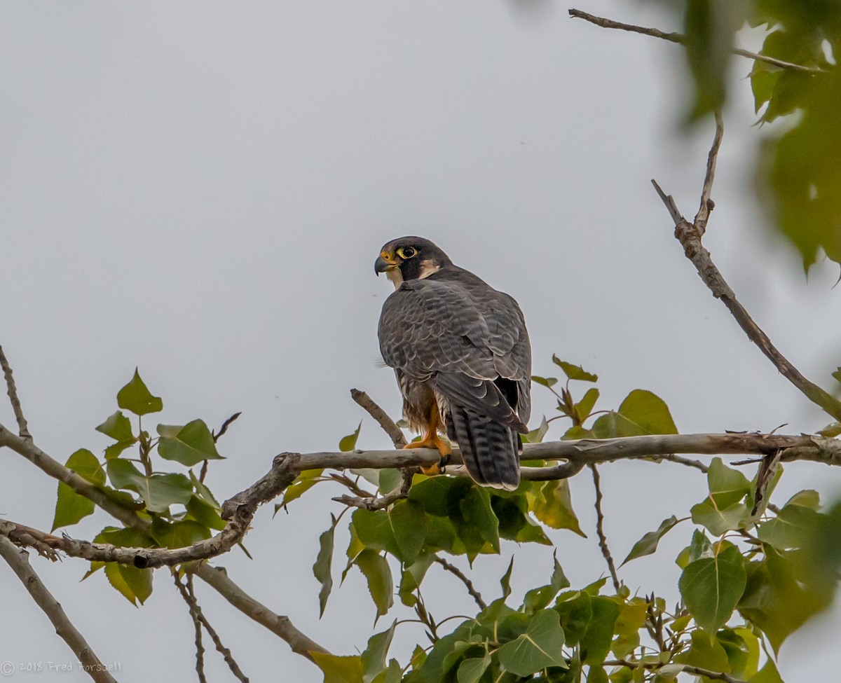 Peregrine Falcon - Fred Forssell