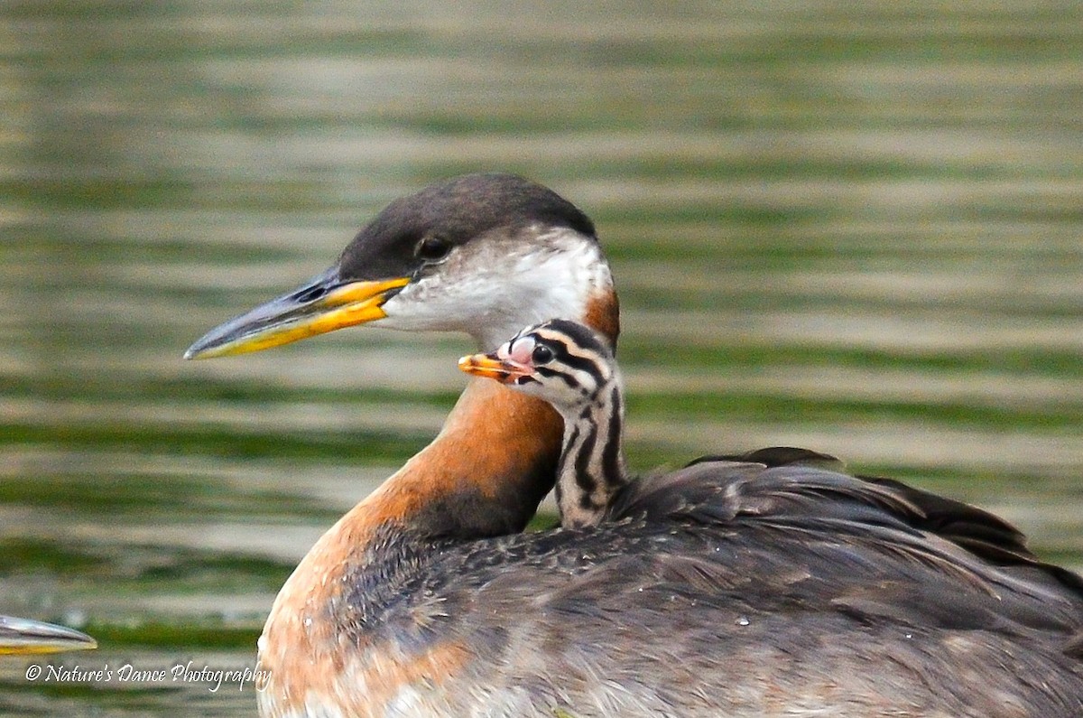 Red-necked Grebe - ML114887211