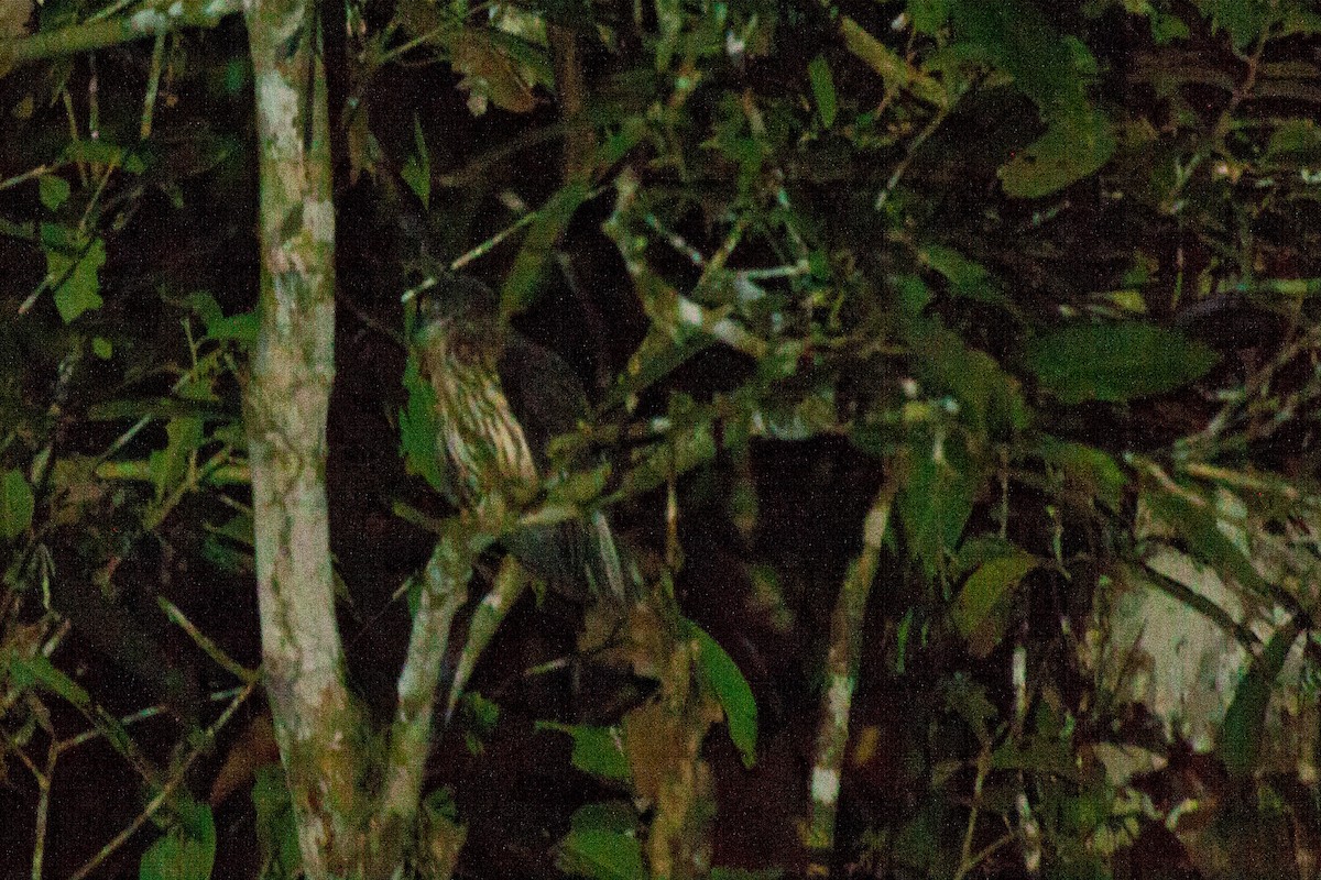 Papuan Owl - ML114888251