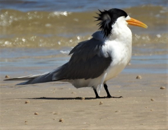 Great Crested Tern - ML114888571