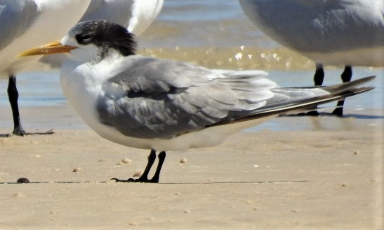 Great Crested Tern - ML114888751