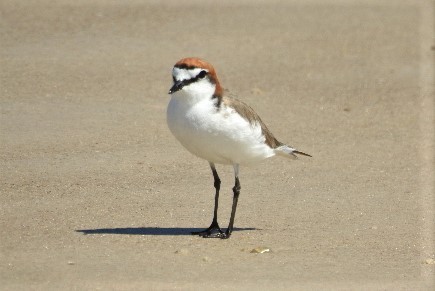 Red-capped Plover - ML114888951