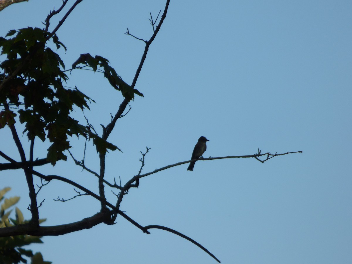 Olive-sided Flycatcher - Quinn F.