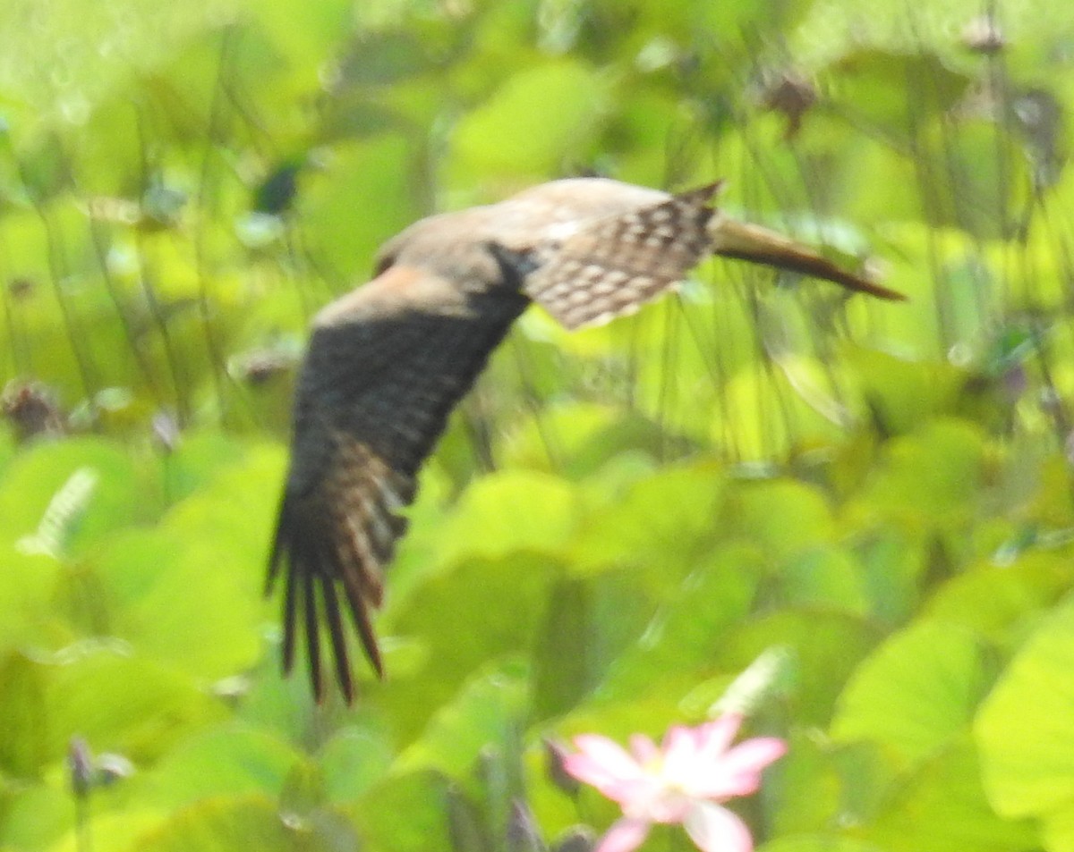 Spotted Harrier - ML114891001
