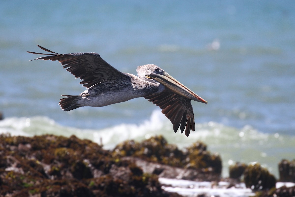 Brown Pelican (California) - Alex Lamoreaux