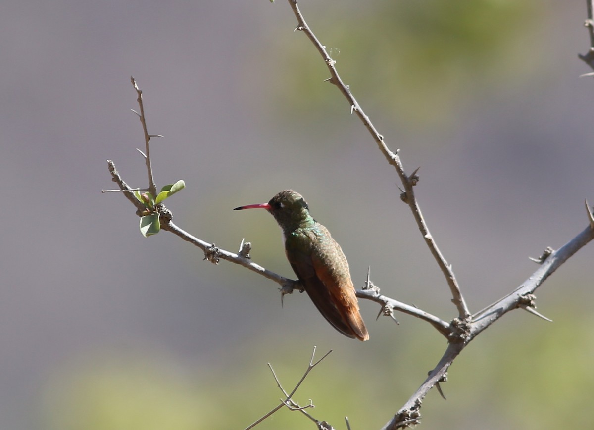 Amazilia Hummingbird - ML114891721