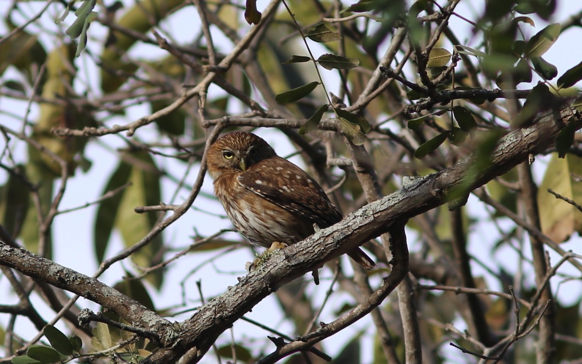 Peruvian Pygmy-Owl - ML114892091