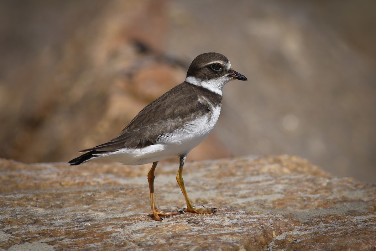 Semipalmated Plover - ML114893911