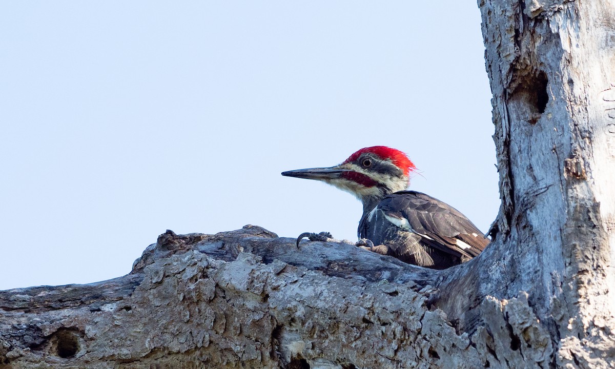 Pileated Woodpecker - Brad Heath