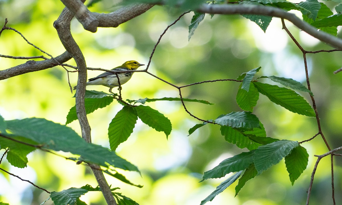 Black-throated Green Warbler - Brad Heath