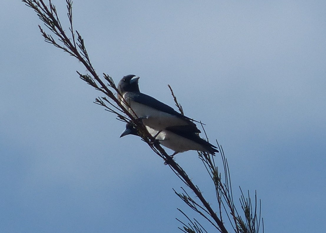 White-breasted Woodswallow - Andy Frank