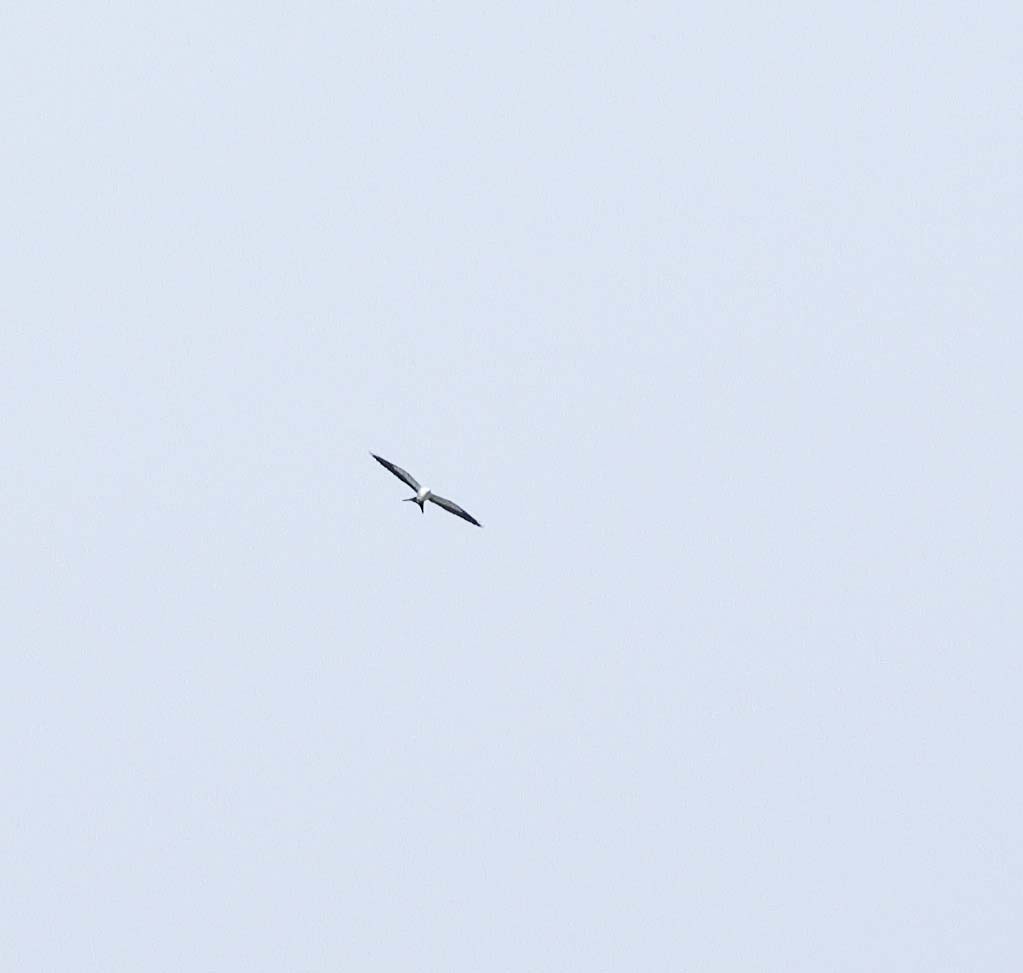 Swallow-tailed Kite - Greg Scott