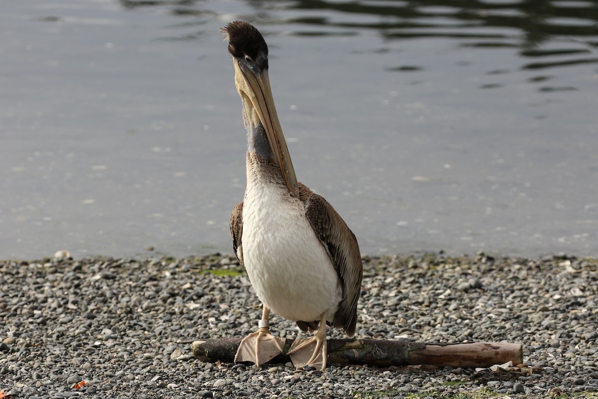Brown Pelican - Blair Dudeck