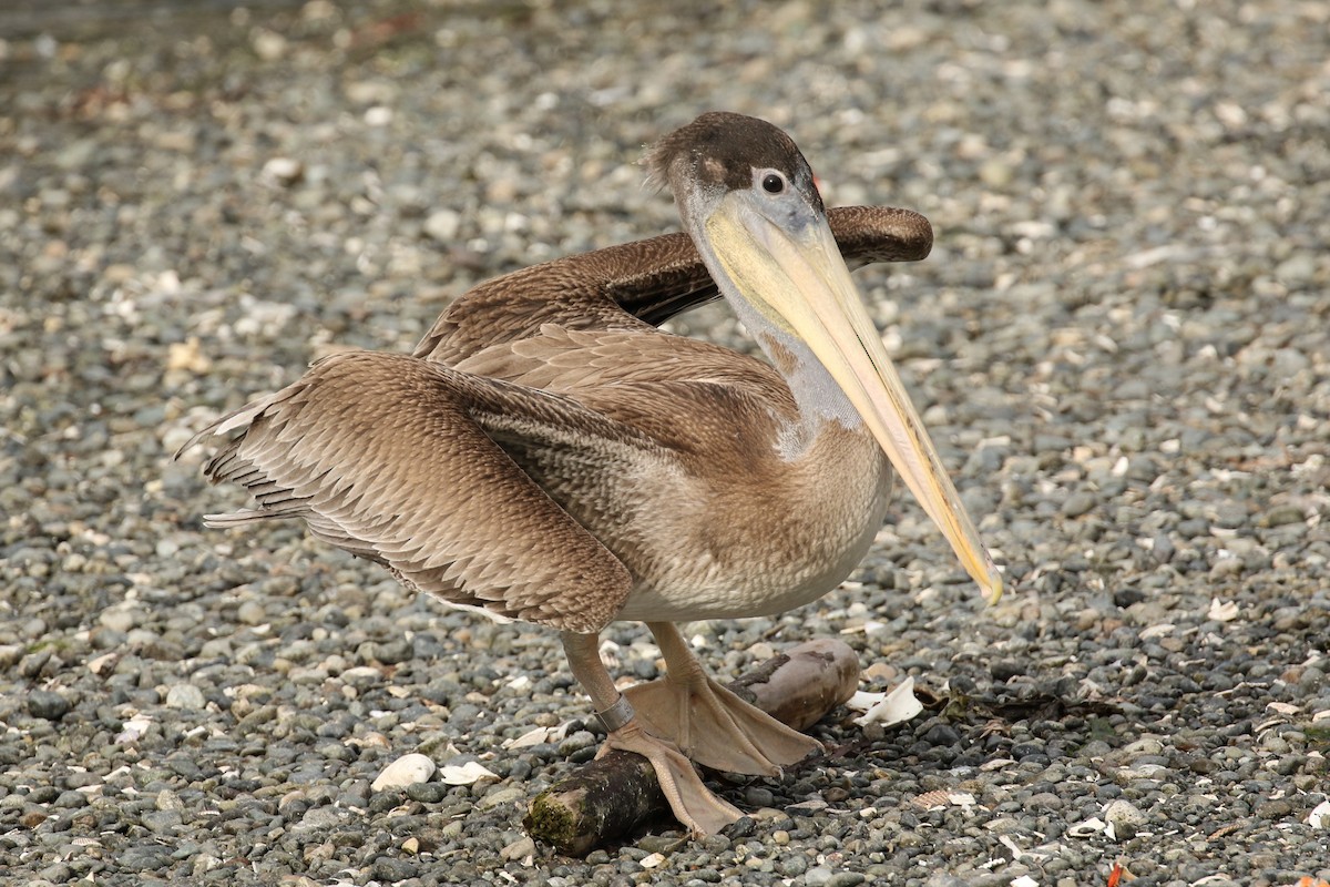 pelikán hnědý - ML114898971