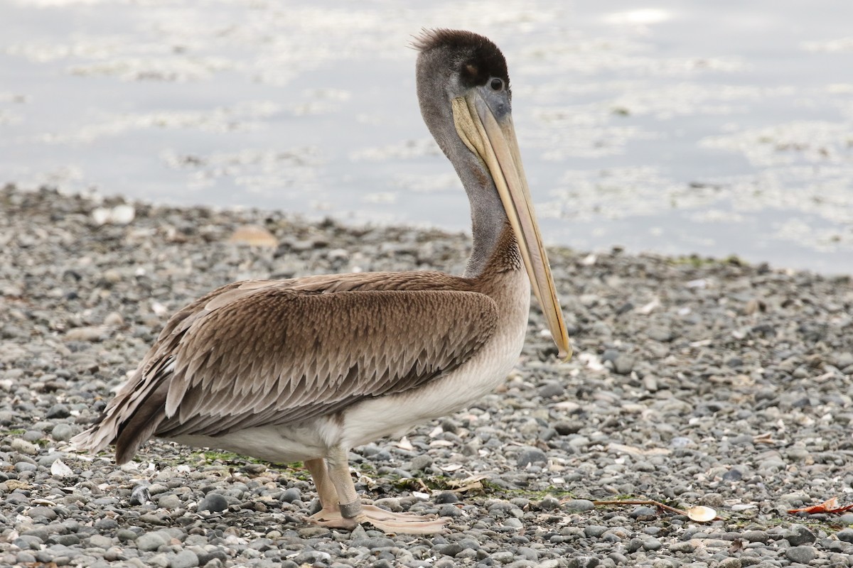 Brown Pelican - Blair Dudeck