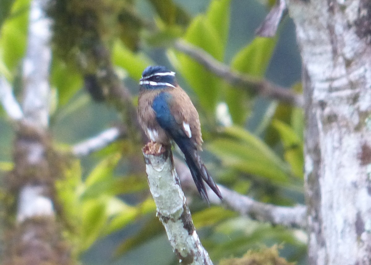 Whiskered Treeswift - Andy Frank