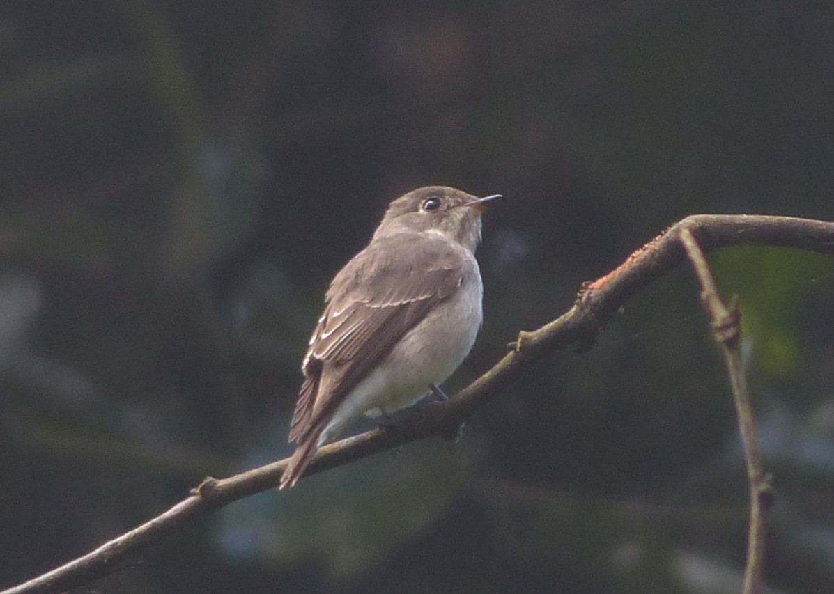 Asian Brown Flycatcher - Andy Frank