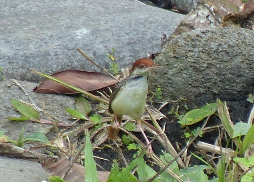 Rufous-tailed Tailorbird - ML114899591
