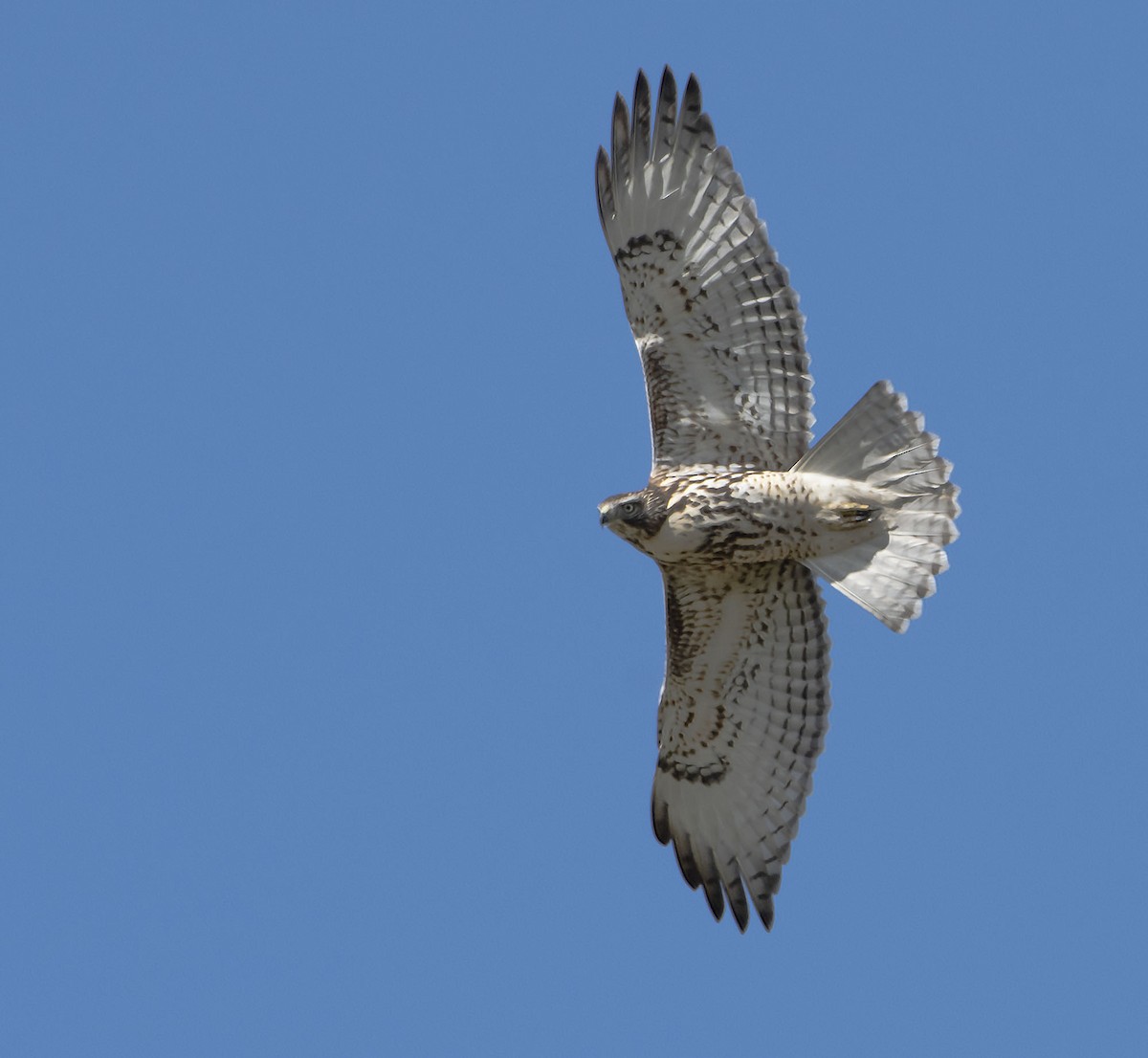 Red-tailed Hawk - Ken Pitts