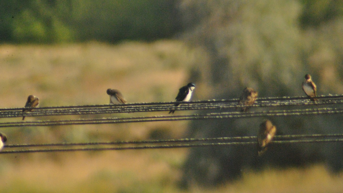Northern Rough-winged Swallow - ML114912001
