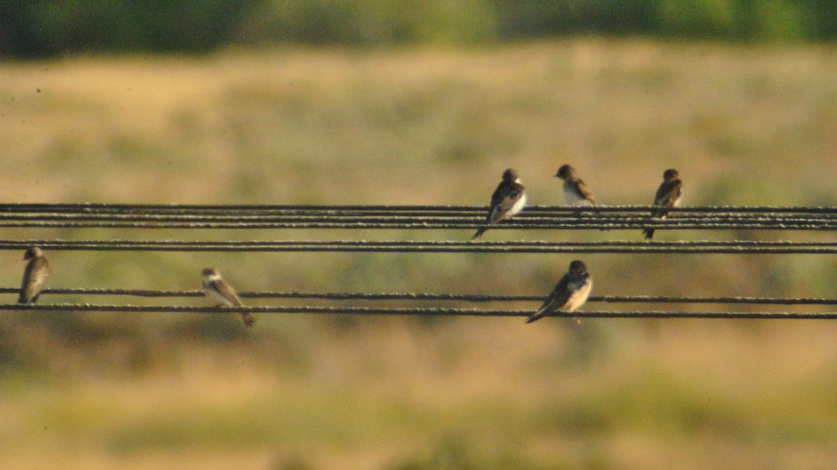 Northern Rough-winged Swallow - ML114912091