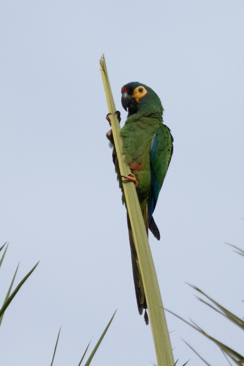 Blue-winged Macaw - David Robichaud