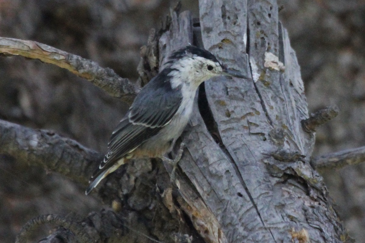 White-breasted Nuthatch - Kenny Frisch