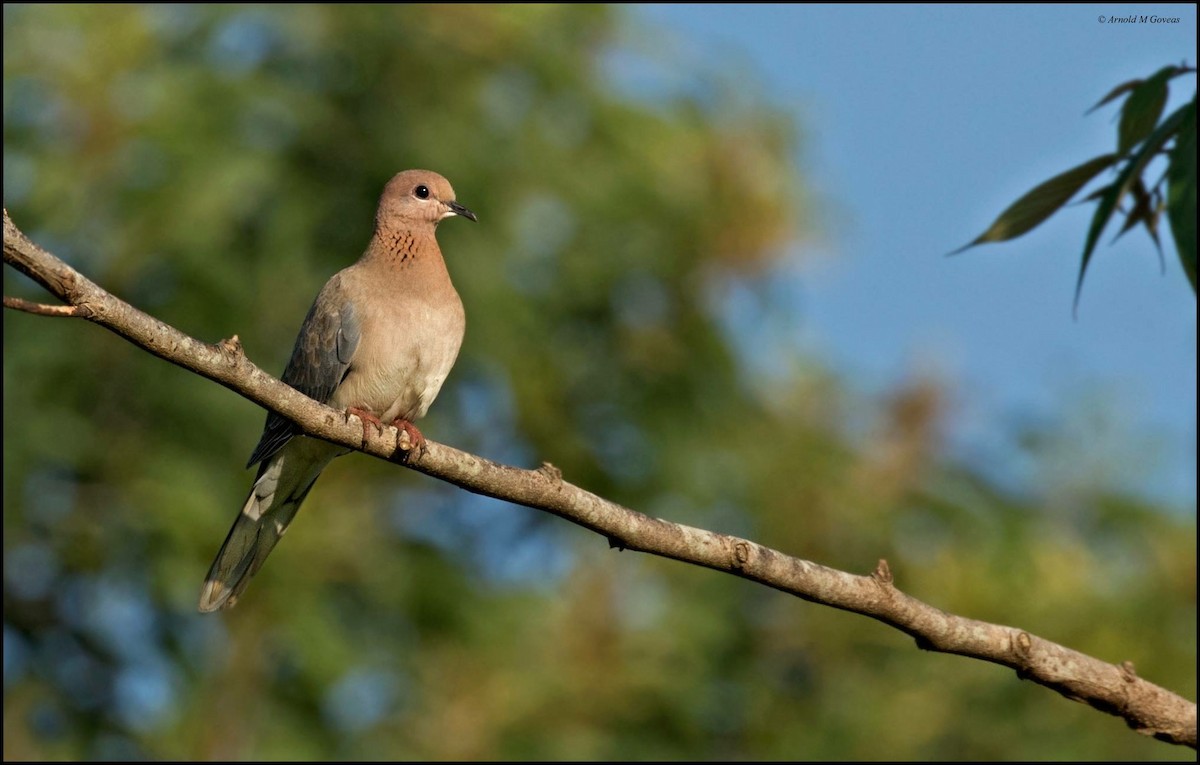 Laughing Dove - Arnold Goveas