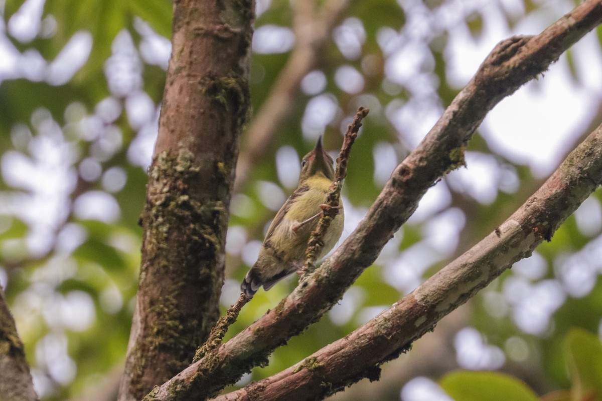 Fork-tailed Sunbird (Fork-tailed) - Tommy Pedersen