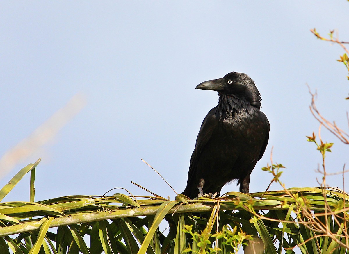 Australian Raven - ML114920201
