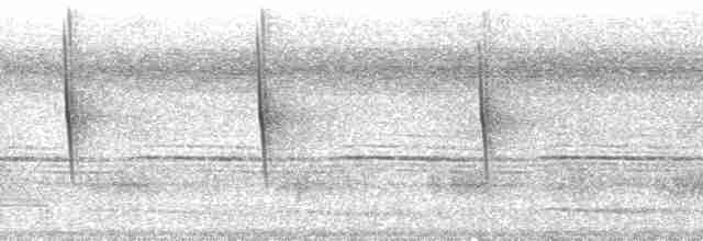 Серогрудый саблекрыл (obscurus) - ML114922