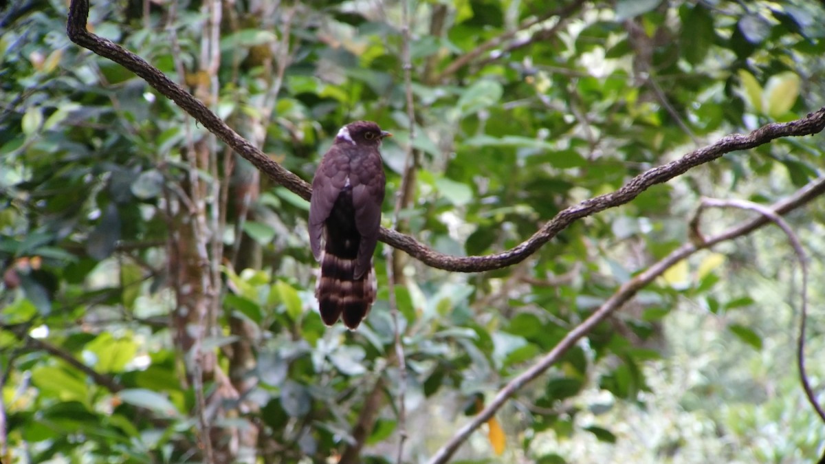 Malaysian Hawk-Cuckoo - Dwaine Laxdal