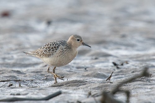 Buff-breasted Sandpiper - Terry Henning