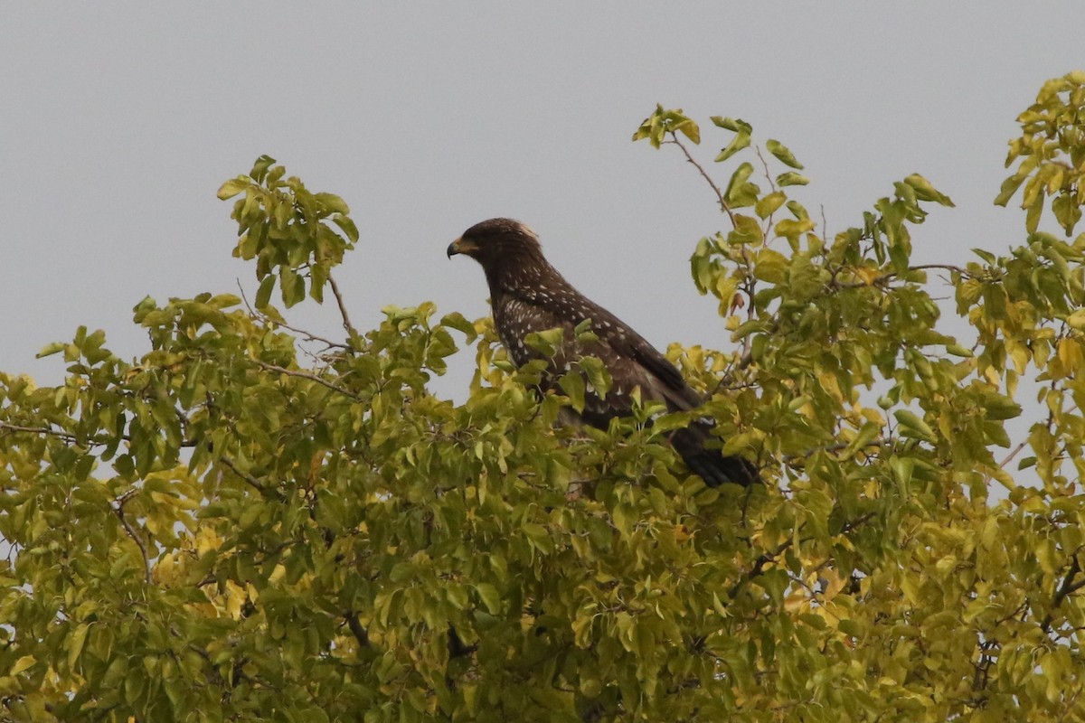 Lesser Spotted Eagle - Christian Goenner