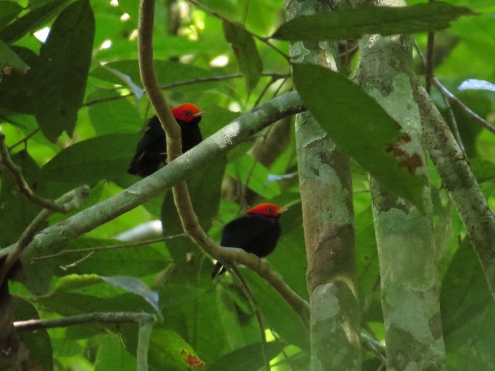Red-headed Manakin - André Weiss