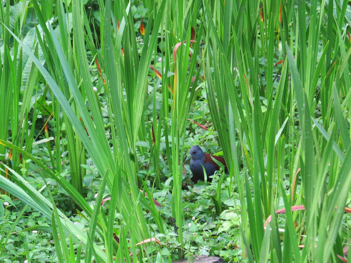Black-tailed Crake - Sujata Phadke