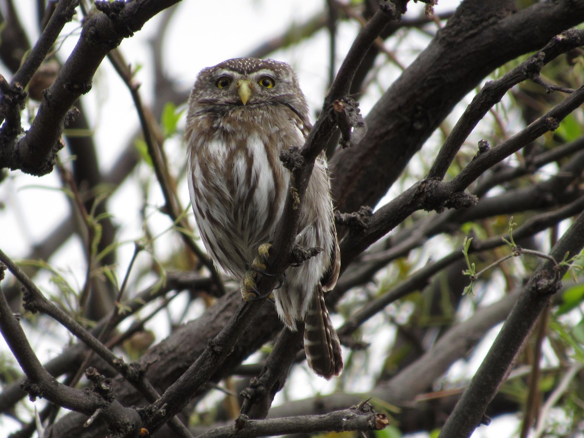 Ferruginous Pygmy-Owl - samuel olivieri bornand